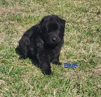 Blue Collar, a male German Shepherd Dog for sale in Wallace, MI – Photo 1 of 4