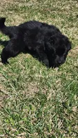 Blue Collar, a male German Shepherd Dog for sale in Wallace, MI – Photo 2 of 4