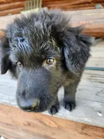 Cheyenne - White/Purple Collar, a female German Shepherd Dog for sale in Wallace, MI – 9 of 9