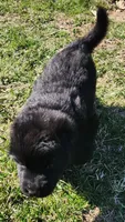 White Collar, a female German Shepherd Dog for sale in Wallace, MI – Photo 3 of 4