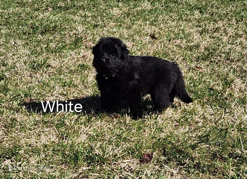 White Collar – German Shepherd Dog puppy for sale in Wallace, MI