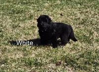 White Collar, a female German Shepherd Dog for sale in Wallace, MI – Photo 1 of 4