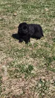 White Collar, a female German Shepherd Dog for sale in Wallace, MI – Photo 4 of 4