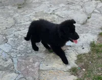 Zeus - Blue Collar, a male German Shepherd Dog for sale in Wallace, MI – 9 of 10