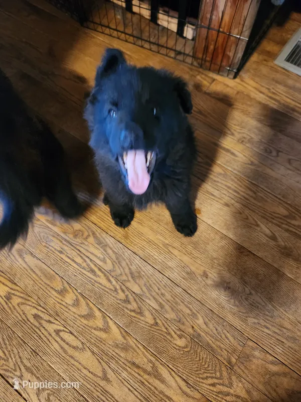 Yellow Collar – German Shepherd Dog puppy for sale in Wallace, MI