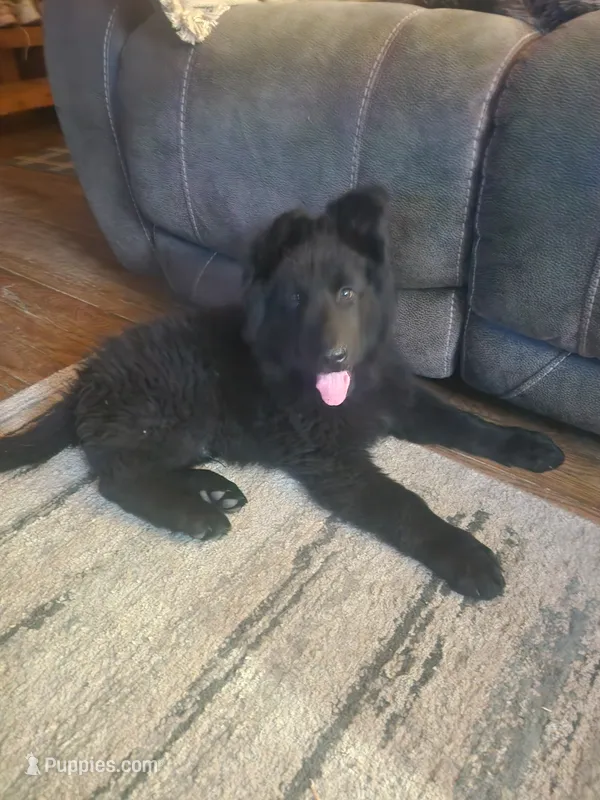 Zeus - Blue Collar – German Shepherd Dog puppy for sale in Wallace, MI