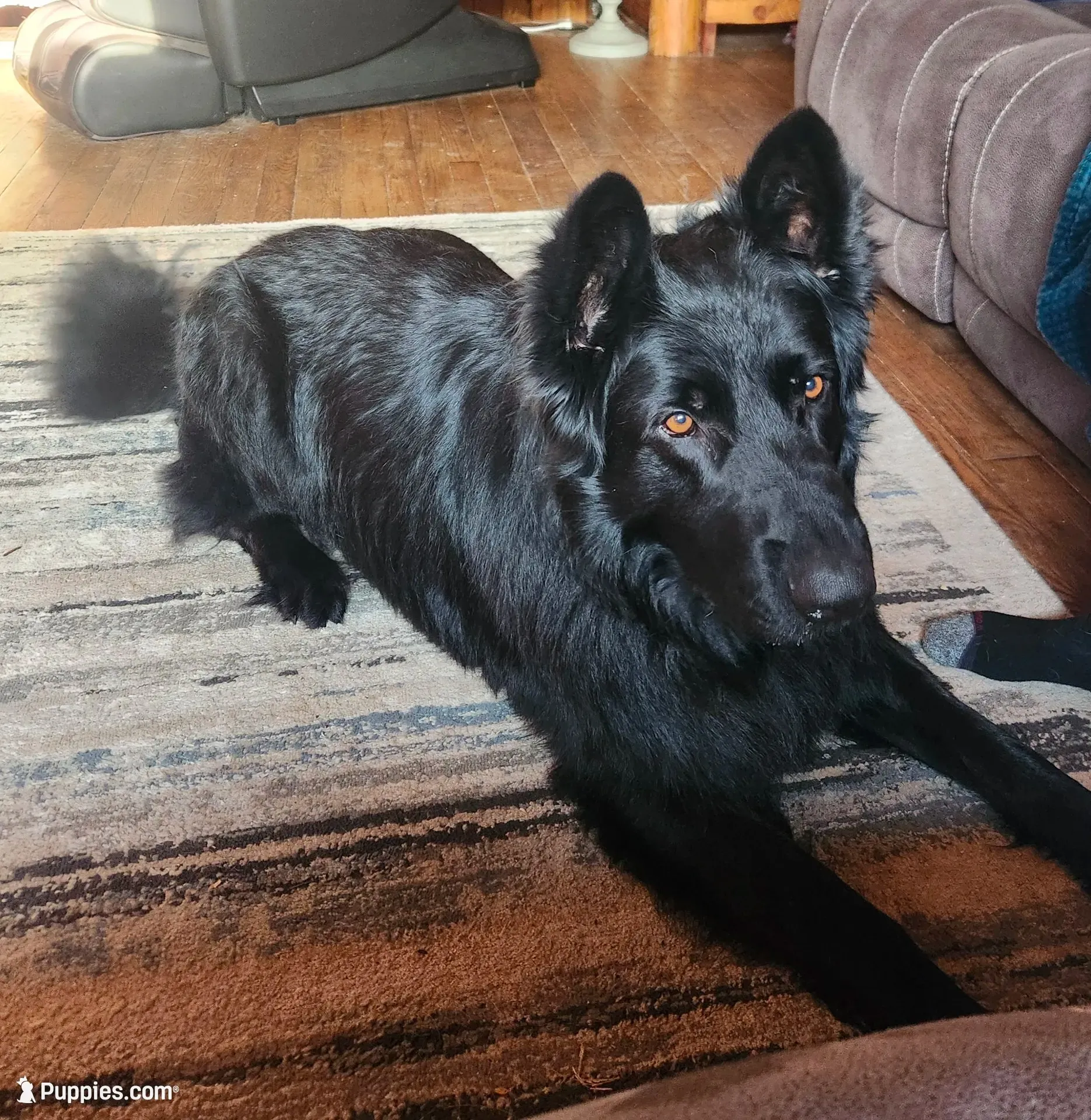 Maze (aka Mazikeen - Cheyenne), a female German Shepherd Dog for sale in Wallace, MI – 10 of 10