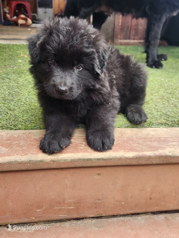 R.J. - Black Collar – German Shepherd Dog puppy for sale in Wallace, MI