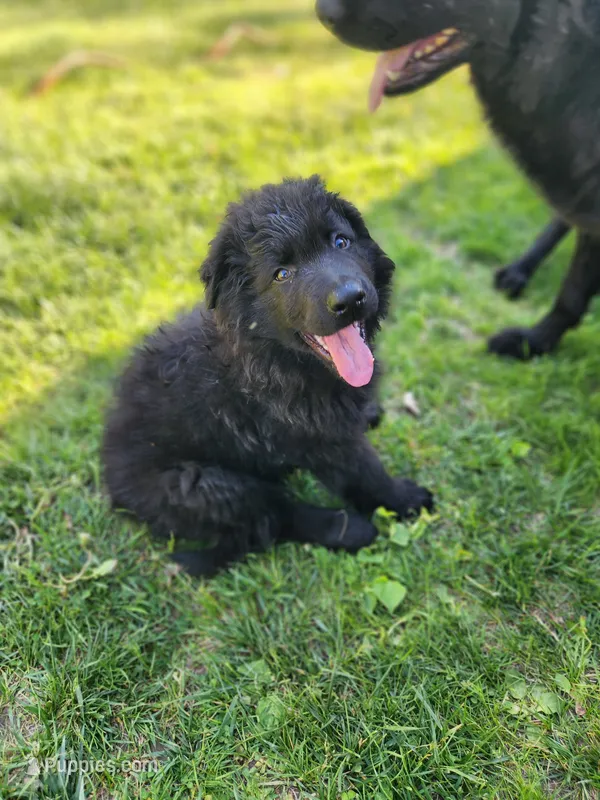 Cheyenne - White/Purple Collar – German Shepherd Dog puppy for sale in Wallace, MI