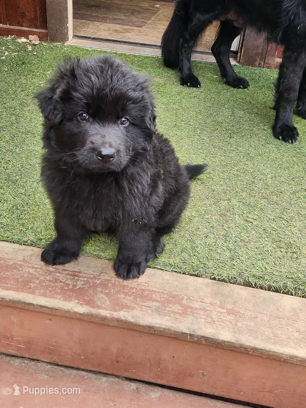 Black Collar – German Shepherd Dog puppy for sale in Wallace, MI