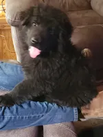 R.J. - Black Collar, a male German Shepherd Dog for sale in Wallace, MI – 2 of 10