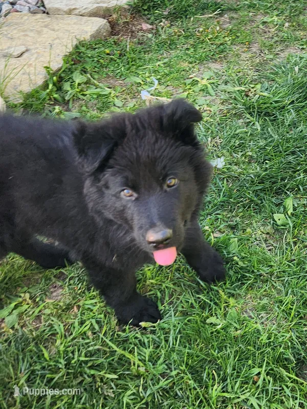 Zeus - Blue Collar – German Shepherd Dog puppy for sale in Wallace, MI