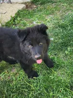 Zeus - Blue Collar, a male German Shepherd Dog for sale in Wallace, MI – 1 of 10