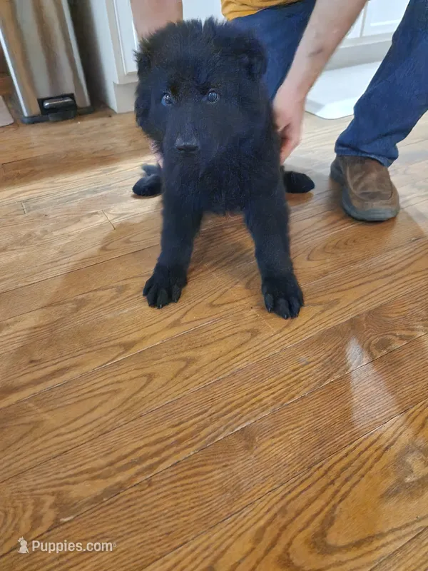 Blue Collar – German Shepherd Dog puppy for sale in Wallace, MI