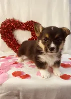 Bart, a male Pembroke Welsh Corgi for sale in Chetek, WI – Photo 2 of 3