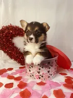 Bart, a male Pembroke Welsh Corgi for sale in Chetek, WI – Photo 1 of 3