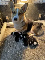 Bart, a male Pembroke Welsh Corgi for sale in Chetek, WI – Photo 3 of 3