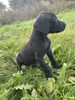 Tito, a male Great Dane for sale in Chetek, WI – Photo 3 of 3