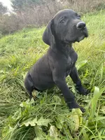 Tito, a male Great Dane for sale in Chetek, WI – Photo 2 of 3