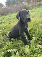 Tito, a male Great Dane for sale in Chetek, WI – Photo 1 of 3