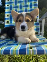 Muffin, a male Pembroke Welsh Corgi for sale in Chetek, WI – Photo 2 of 4