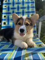 Muffin, a male Pembroke Welsh Corgi for sale in Chetek, WI – Photo 1 of 4