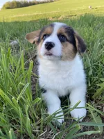 Mickey, a male Pembroke Welsh Corgi for sale in Chetek, WI – Photo 2 of 2
