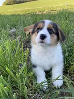 Mickey, a male Pembroke Welsh Corgi for sale in Chetek, WI – Photo 1 of 2