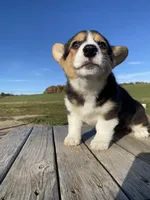 Misty, a female Pembroke Welsh Corgi for sale in Chetek, WI – Photo 1 of 4