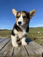 Misty, a female Pembroke Welsh Corgi for sale in Chetek, WI – Photo 3 of 4