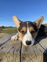 Misty, a female Pembroke Welsh Corgi for sale in Chetek, WI – Photo 2 of 4