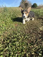 Misty, a female Pembroke Welsh Corgi for sale in Chetek, WI – Photo 4 of 4