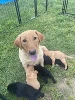 Monday, a female Labrador Retriever for sale in Chetek, WI – 2 of 2