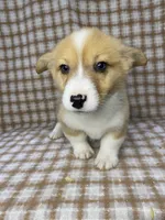 Theo, a male Pembroke Welsh Corgi for sale in Chetek, WI – Photo 2 of 3