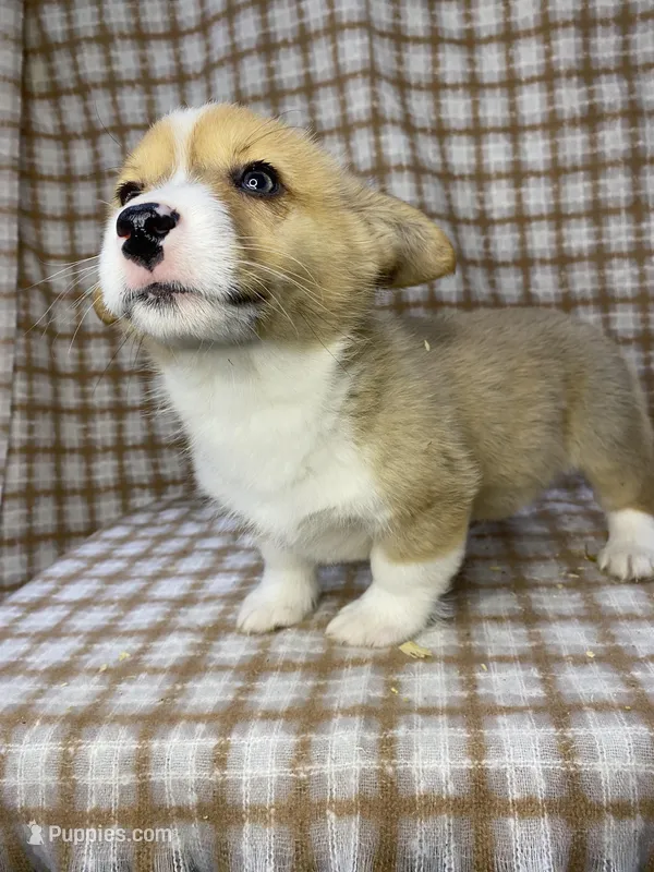 Theo, a male Pembroke Welsh Corgi for sale in Chetek, WI – Photo 1 of 3