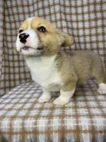 Theo, a male Pembroke Welsh Corgi for sale in Chetek, WI – Photo 1 of 3