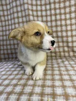 Theo, a male Pembroke Welsh Corgi for sale in Chetek, WI – Photo 3 of 3