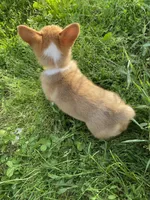 Autumn, a female Pembroke Welsh Corgi for sale in Chetek, WI – Photo 3 of 4