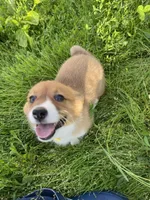 Autumn, a female Pembroke Welsh Corgi for sale in Chetek, WI – Photo 1 of 4