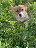 Autumn, a female Pembroke Welsh Corgi for sale in Chetek, WI – Photo 4 of 4