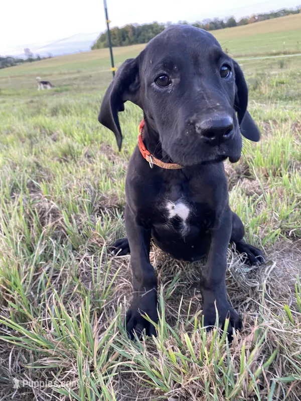 Finn, a female Great Dane for sale in Chetek, WI – Photo 1 of 4