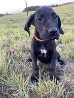 Finn, a female Great Dane for sale in Chetek, WI – Photo 1 of 4