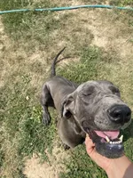 Finn, a female Great Dane for sale in Chetek, WI – Photo 3 of 4