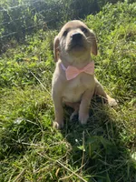 Reba, a female Labrador Retriever for sale in Chetek, WI – Photo 3 of 3