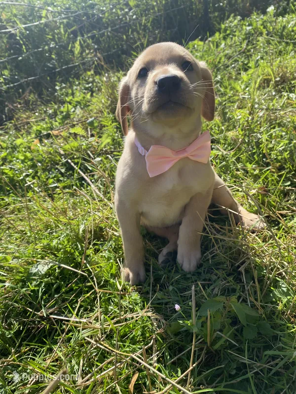 Reba, a female Labrador Retriever for sale in Chetek, WI – Photo 1 of 3