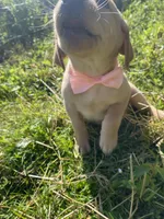 Reba, a female Labrador Retriever for sale in Chetek, WI – Photo 2 of 3