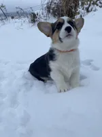 Ram, a male Pembroke Welsh Corgi for sale in Chetek, WI – Photo 2 of 3