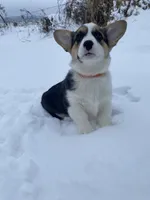 Ram, a male Pembroke Welsh Corgi for sale in Chetek, WI – Photo 1 of 3