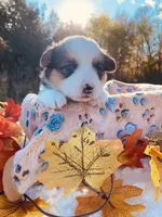 Toby, a male Pembroke Welsh Corgi for sale in Chetek, WI – Photo 3 of 4