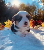 Toby, a male Pembroke Welsh Corgi for sale in Chetek, WI – Photo 2 of 4